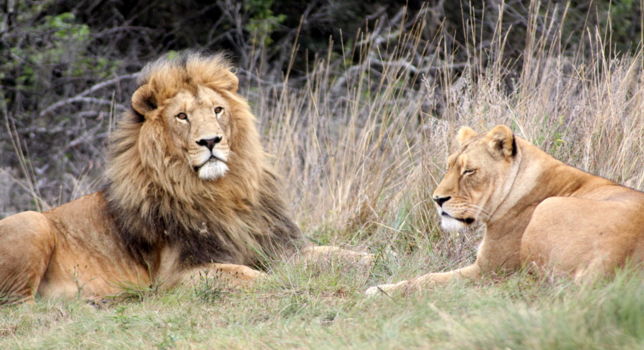 Krugersdorp Game Reserve