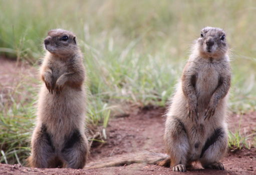 Krugersdorp Game Reserve