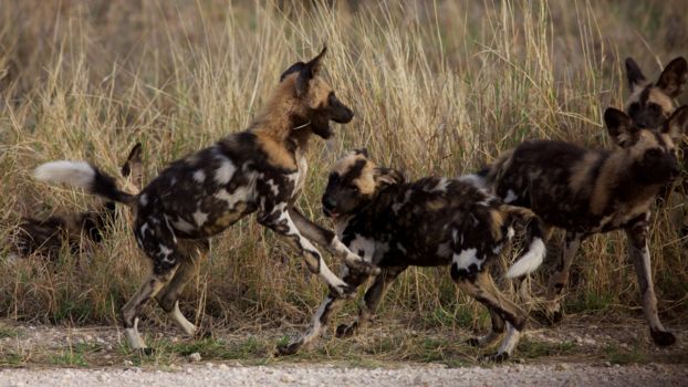 Madikwe Game Reserve