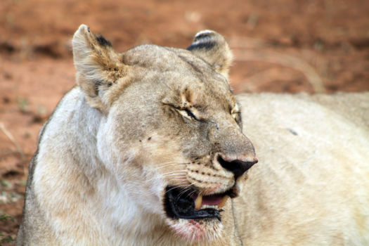 Madikwe Game Reserve