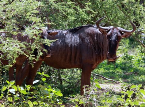 Marakele National Park