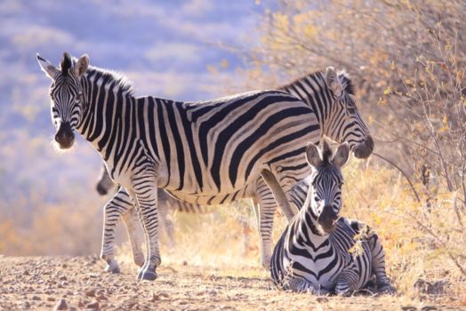Marakele National Park