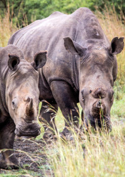 Nambiti Private Game Reserve