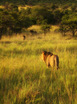Nambiti Private Game Reserve