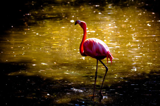 National Zoological Gardens