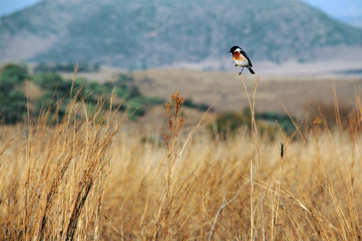 Rhino and Lion Nature Reserve