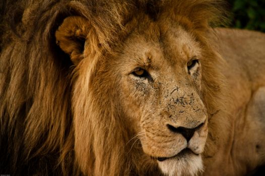 Rhino and Lion Nature Reserve