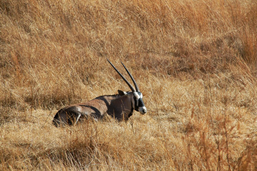 Rhino and Lion Nature Reserve