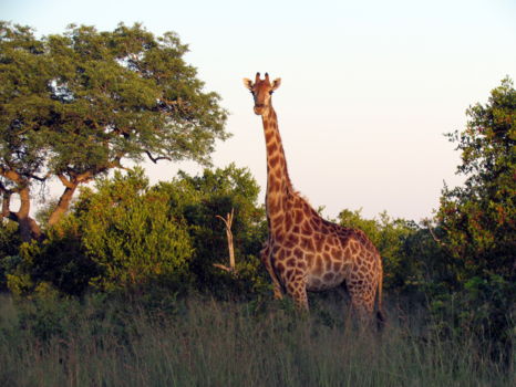 Sabi Sand Game Reserve