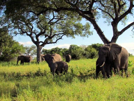 Sabi Sand Game Reserve
