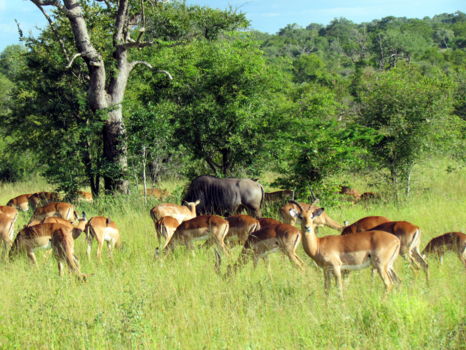 Sabi Sand Game Reserve