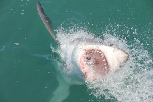 Sharkdiven Gansbaai