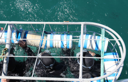 Sharkdiven Gansbaai