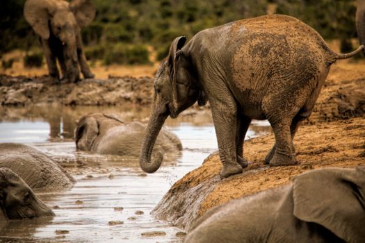Addo Elephant National Park
