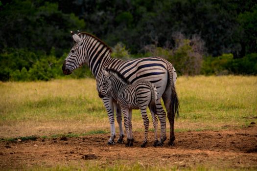 Zuid-Afrika