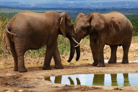 Addo Elephant National Park
