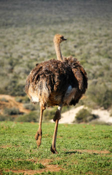Addo Elephant National Park