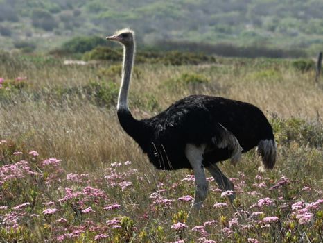 West Coast National Park