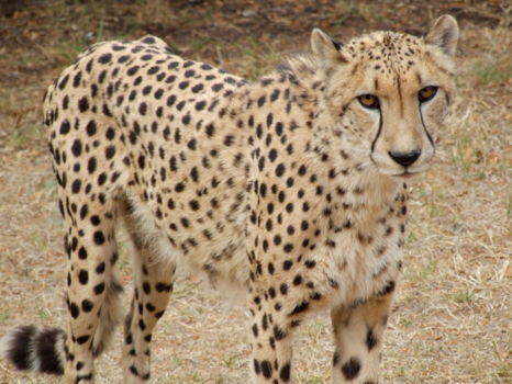 Ann van Dyk Cheetah Centre