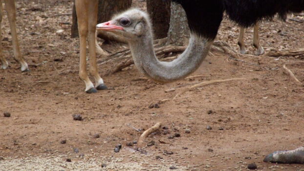 Ann van Dyk Cheetah Centre