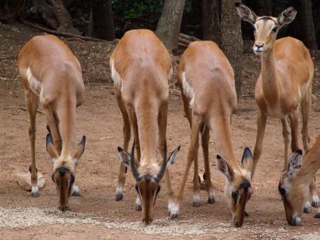 Ann van Dyk Cheetah Centre
