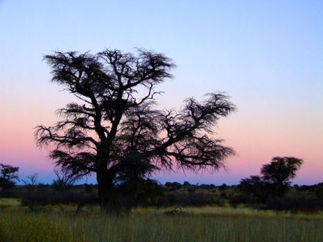 Kalahari
