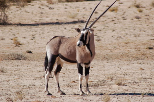 Kalahari