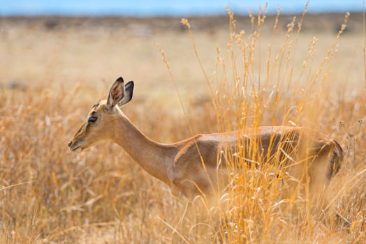 Pilanesberg National Park