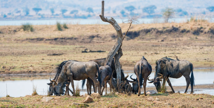 Pilanesberg National Park