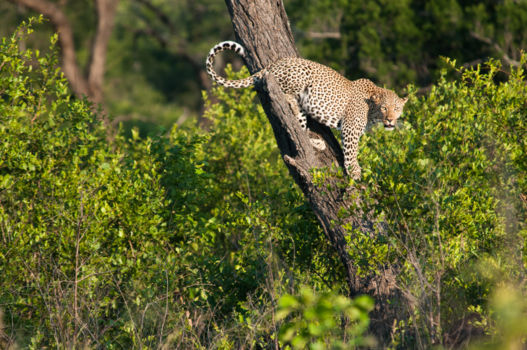 Krugerpark
