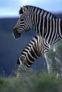 Mountain Zebra National Park