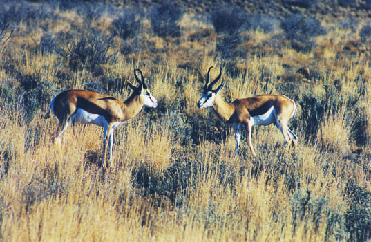 Krugersdorp Game Reserve