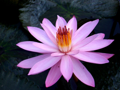 Graf Teungku Syiah Kuala