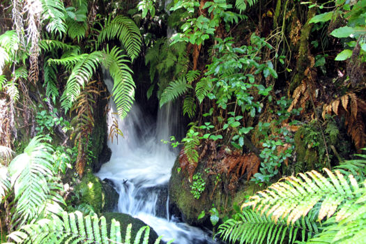 Te Urewera National Park
