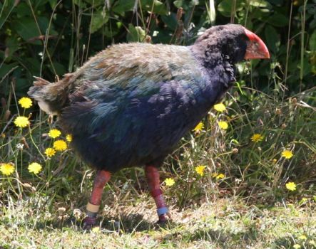Hauraki Gulf Islands