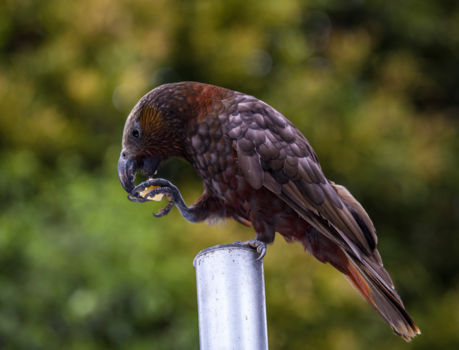 Pukaha Mount Bruce National Wildlife Centre