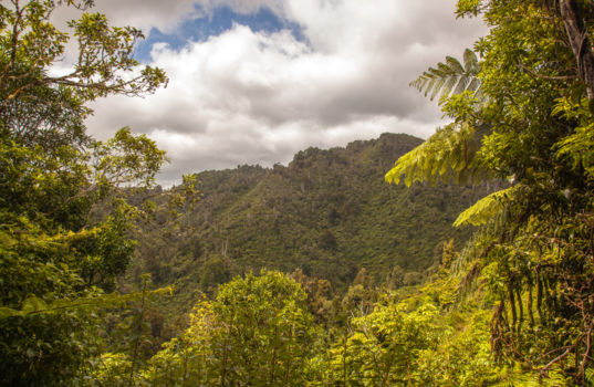 Pukaha Mount Bruce National Wildlife Centre