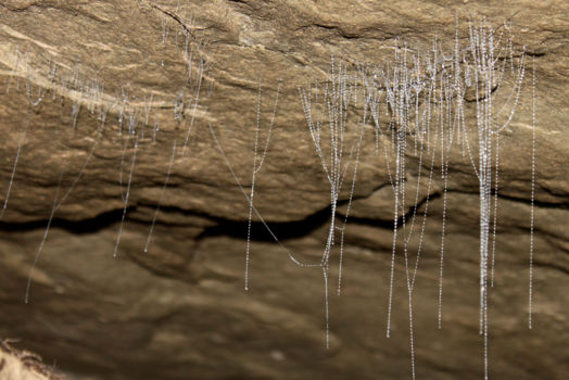 Te Anau Glowworm Caves