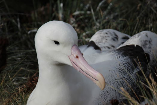 Subantarctic Islands