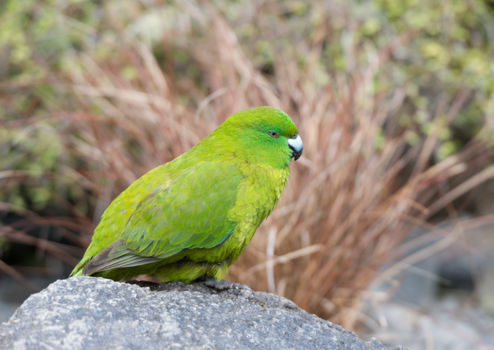 Subantarctic Islands