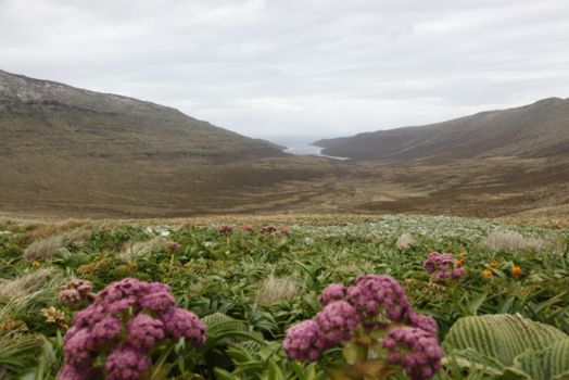 Subantarctic Islands