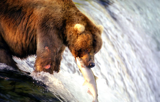 Alaska