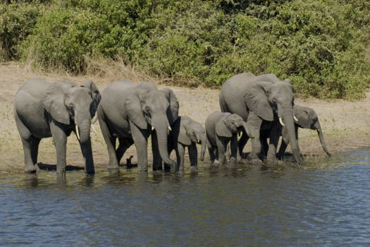Chobe National Park