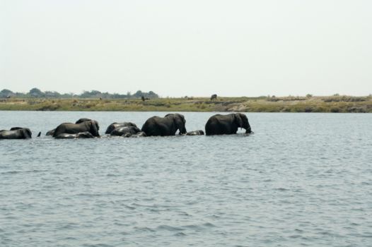 Chobe National Park