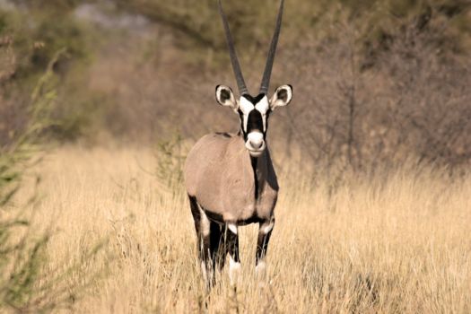 Botswana