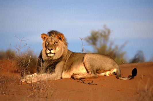 Krugerpark
