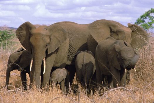 Botswana