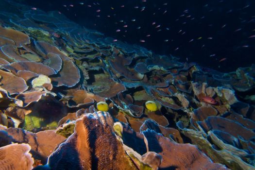 Dahab en Sharm el Sheikh