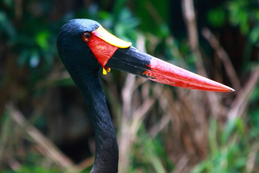 Abuko Nature Reserve