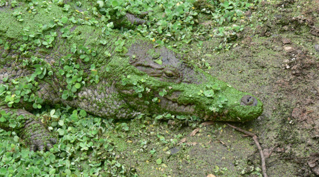 Abuko Nature Reserve